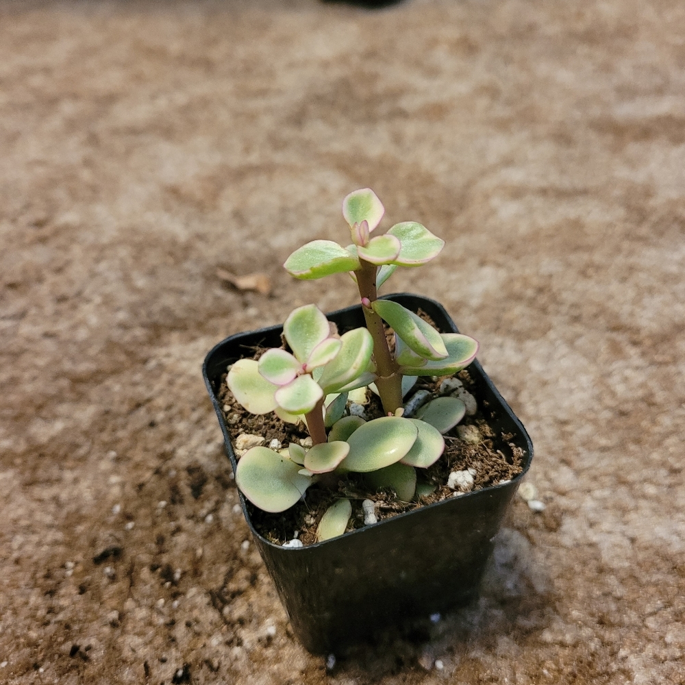 2 inch brown and green succulent